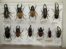 Box 2  11 Specimens Tropical Beetle Butterfly  Insect Entomology Taxidermy