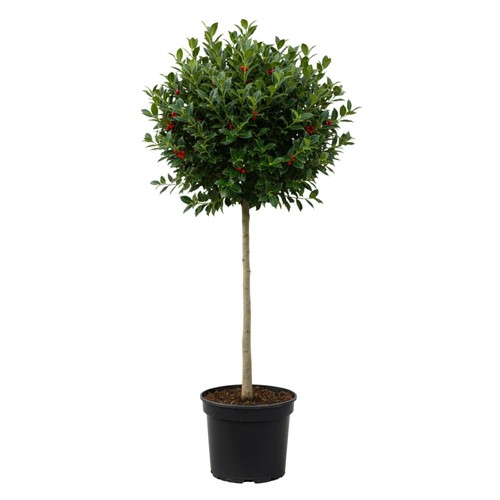 Holly heckenfee standard - standard, 5l