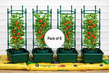 Tomato growbag halos plant - tomato,
