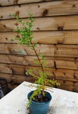 Mendocino cypress / Cupressus