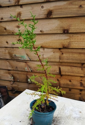 Mendocino cypress cupressus - mendocino, /