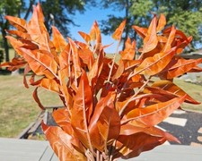 DILATATA 32 inch Orange Artificial Eucalyptus Spray Fall Eucalyptus Leaves Fall