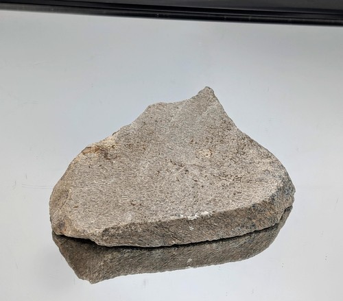 Large dinosaur bone fossil - dinosaur,