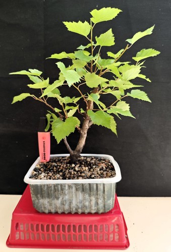 Silver birch starter - silver, bonsai