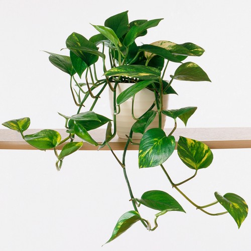 Epipremnum pinnatum aureum - x,