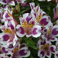 Alstroemeria Inca magic Plug