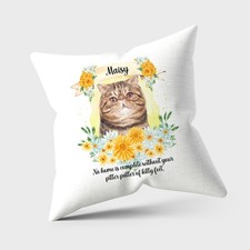 exotic shorthair cat (tan)