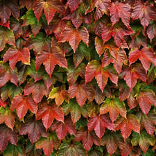 Boston ivy deciduous climbing - boston,