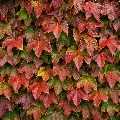 Boston ivy deciduous - boston,