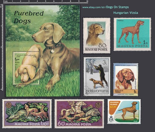 Vizs frame dog - [vizs], breed