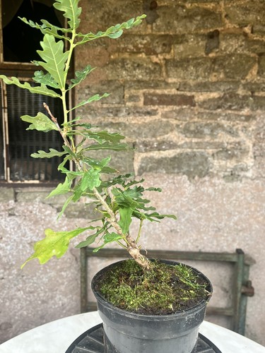 Oak bonsai starter tree - bonsai,