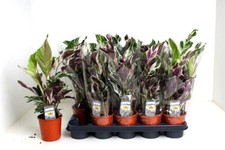 Calathea Fusion 'White /