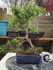 Large chinese elm bonsai tree