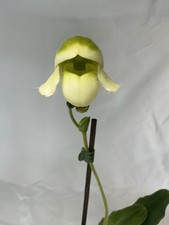Paphiopedilum Pinocchio Alba