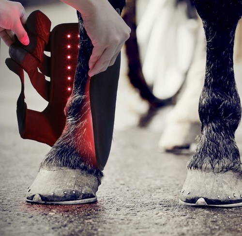 Equine red light - red, therapy
