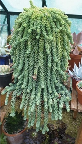 Sedum morganianum burrito - morganianum,