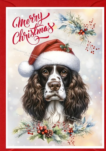 English springer spaniel dog - english,