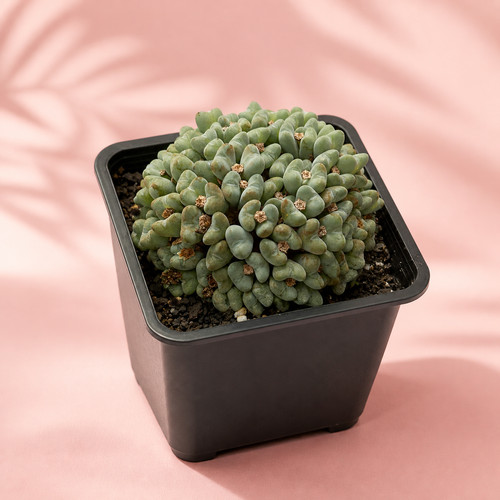 Head conophytum collector - head,