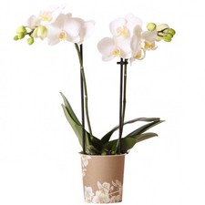Orchid Phalaenopsis Sweden