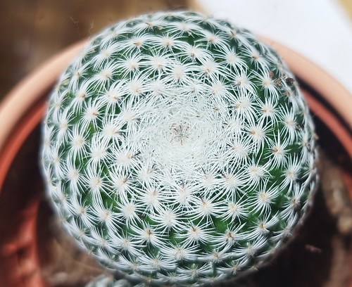 Mammillaria microthele or - mammillaria, (microthele