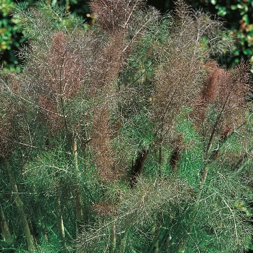 Fennel seeds 200 - fennel,
