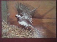 POSTCARD E3-15 ANIMALS PIED