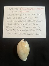 EXTINCT Fossilized COWRIE