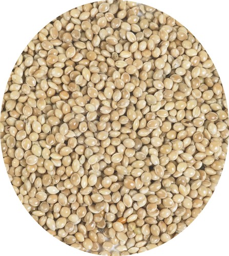 White millet seed - millet, budgie