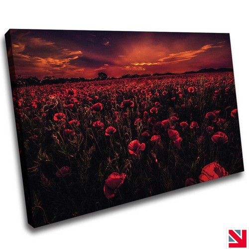 Poppy field red flowers - field,