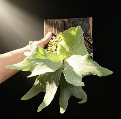 Platycerium wallichii - , ×