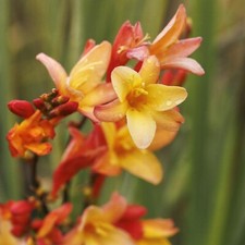 Crocosmia Montbretia Orange