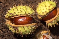 Horse Chestnut Infused Oil