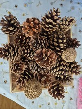 Christmas / Autumn mixed Pine