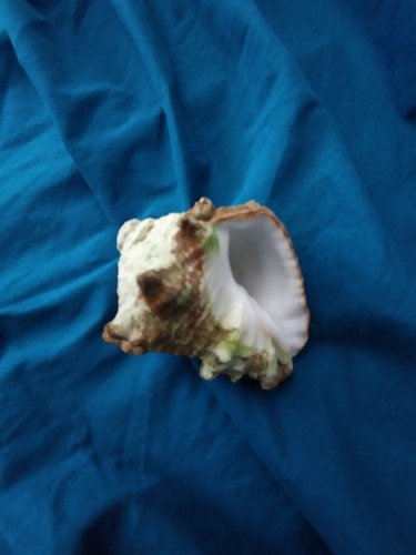 Beautiful vase conch seashell - beautiful,