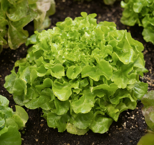 Lettuce salad bowl - bowl', lactuca