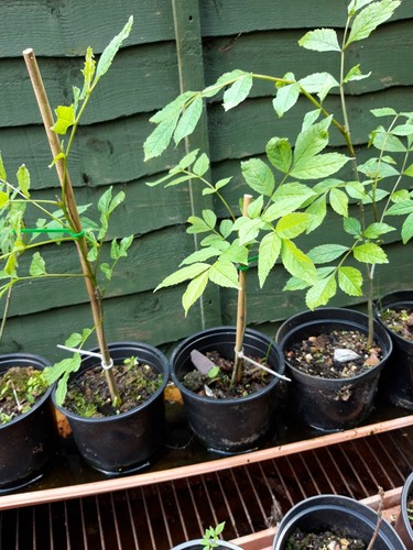 Young ash tree - tree, bonsai