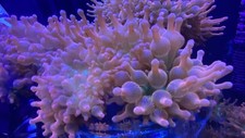 Rainbow Bubble Tip Anemone