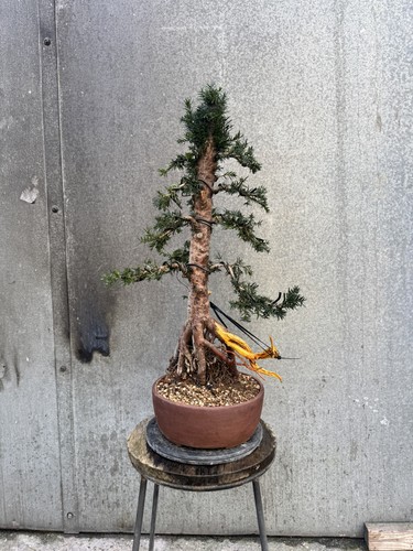 Yew bonsai tree - yew,