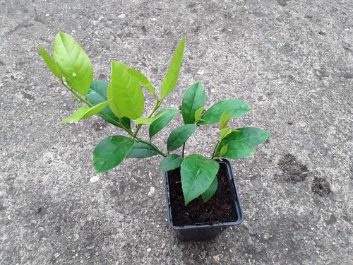 Live citrus lemon plant - x,