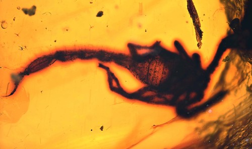 Rare scorpion fossil - rare,