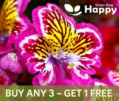 Butterfly flower angel wings - flower,