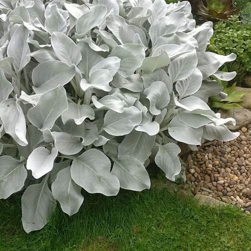 Large senecio angel - senecio,