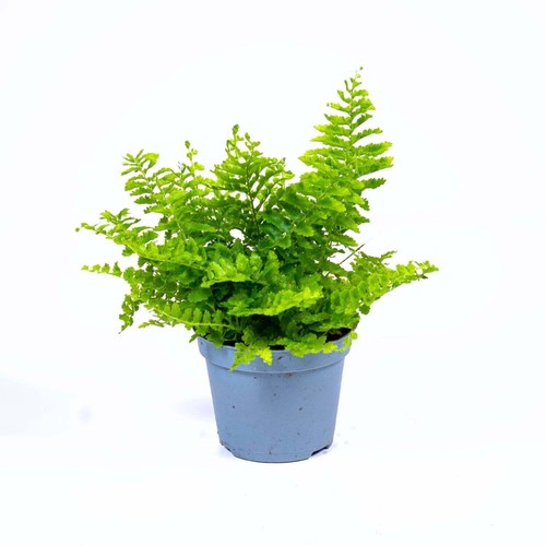 Nephrolepis exaltata boston - nephrolepis,