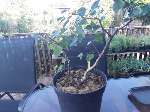 Silver birch bonsai - silver, tree