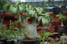  Cyphostemma uter var.macropus WYSIWYG Own Root