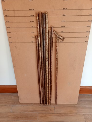 Hazel walking stick shanks - x, 8