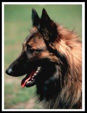 Belgian shepherd dog head - shepherd,