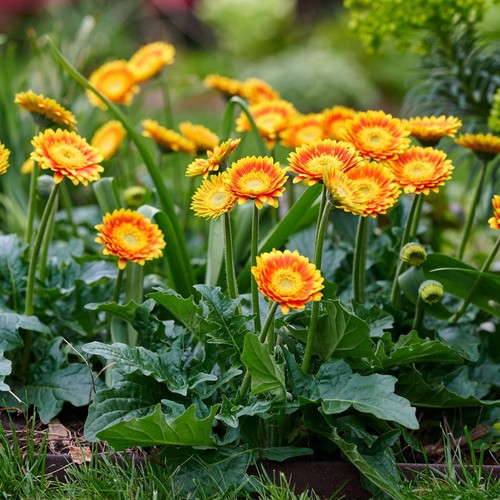 Gerbera garvinea sweet - garvinea,