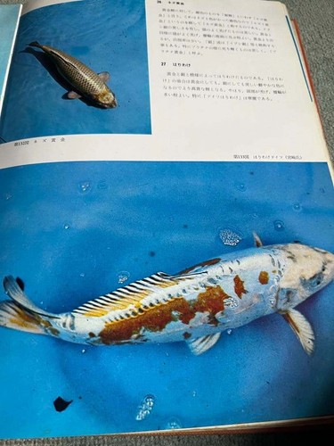 Nishikigoi super book kenji - super,
