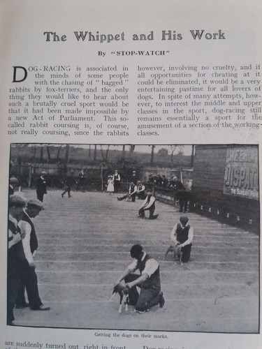 Whippet dog racing training - racing,